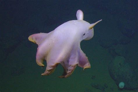 Dumbo Octopus: Detailed Information, Facts and FAQs – Ocean Action Hub