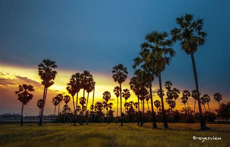 Sugar Palm Tree by b-eyesview on 500px | Cambodia travel destinations, Palm trees, Beautiful sunrise