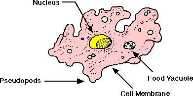 amoeba diagram without labeled - Clip Art Library