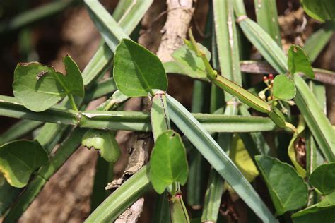 Cissus quadrangularis L. | Plants of the World Online | Kew Science