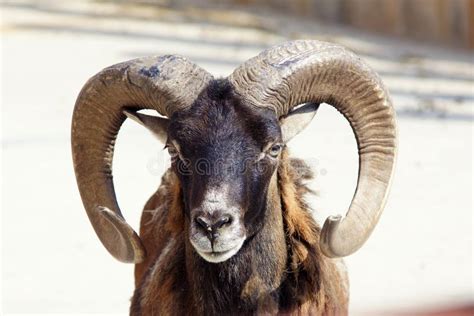 Argali stock image. Image of polish, animal, glare, glitter - 725703