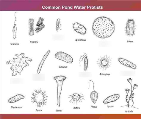 Chapter 3: Protists Diagram | Quizlet