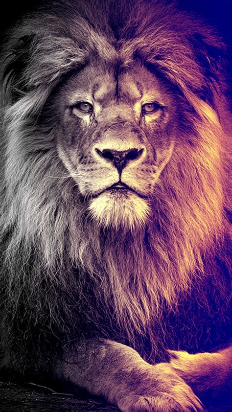 88+ Wallpaper Cool Lion Images & Pictures - MyWeb