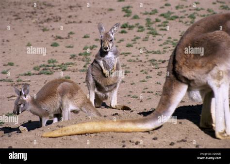 Kangaroos, Outback, Australia Stock Photo - Alamy