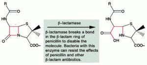 Antibiotic Resistance: How it Works – MyUVic Life