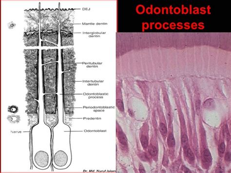 Histology of dentin