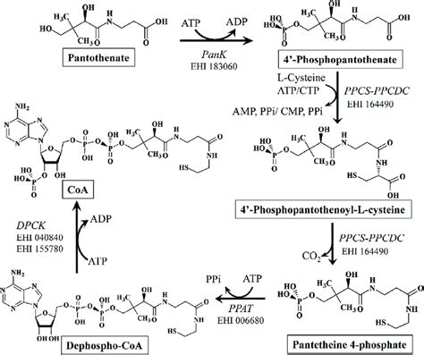 Coenzyme A Synthesis