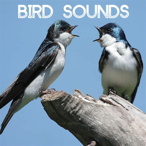 Stream Bird Sounds - Gentle Birds and Forest Stream for Relaxation Meditation. Relaxing Nature's ...