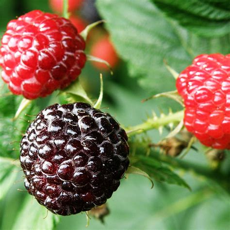 Salmonberry - Native Plants For Sale Online | Native Foods Nursery