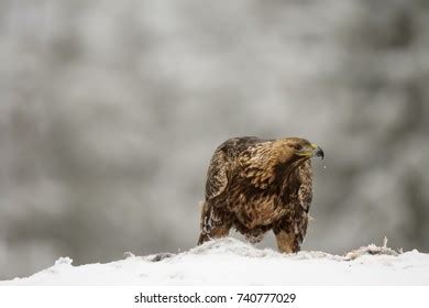 Golden Eagle Prey Stock Photo 740777029 | Shutterstock