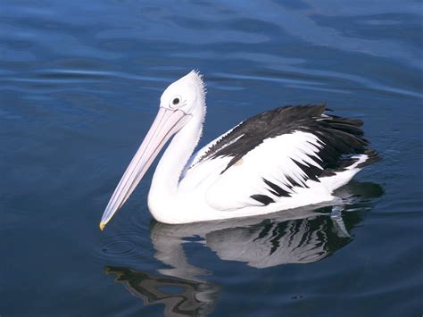 Free Pelican Stock Photo - FreeImages.com