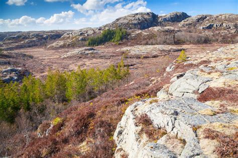 Mountain Landscape with Pine Trees, Norway Stock Photo - Image of pine, mountains: 76518468