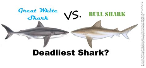 Deadliest shark: Great white vs. bull?