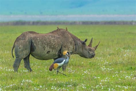 ...on the grassland inside of Ngorongoro Crater in Tanzania. | Duck ...