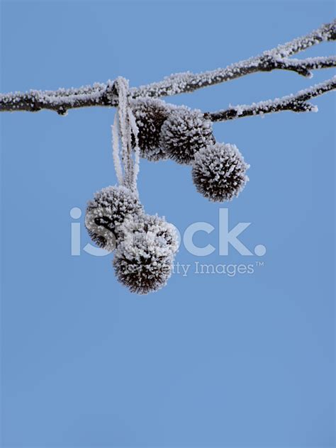 Hoarfrost Stock Photo | Royalty-Free | FreeImages