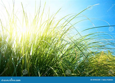 Grass and sun stock photo. Image of outside, grow, background - 6945238