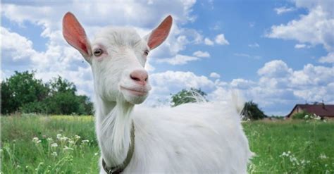 Goat Poop: Everything You've Ever Wanted to Know - Wiki Point