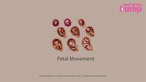 Fetal Movement