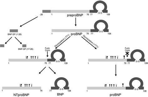 Synthesis and processing of brain natriuretic peptides. ProBNP is... | Download Scientific Diagram