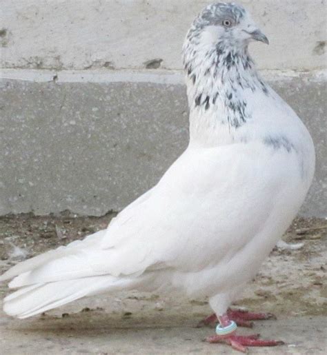 ClayHaven Farms | Racing Pigeons | Pure Paul Sions | Pure Hansennes