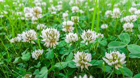 White Clover- Common Edible Plant - Lost In The Ozarks