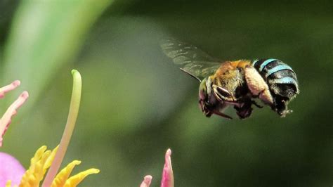 What flower colours do birds and bees prefer? - ABC News