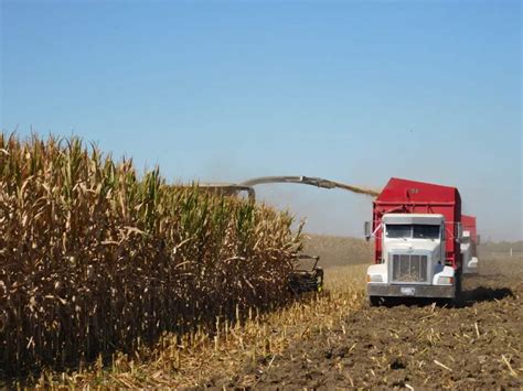 Corn Harvesting for Fresh Corn, Processing Corn & Corn Silage - The Produce Nerd