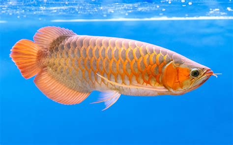 20 Best Arowana Tank Mates (With Pictures) - AquariumNexus