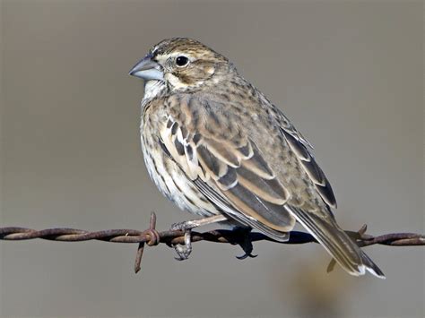 Lark Bunting - eBird