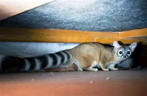 Ringtail - Description, Habitat, Image, Diet, and Interesting Facts