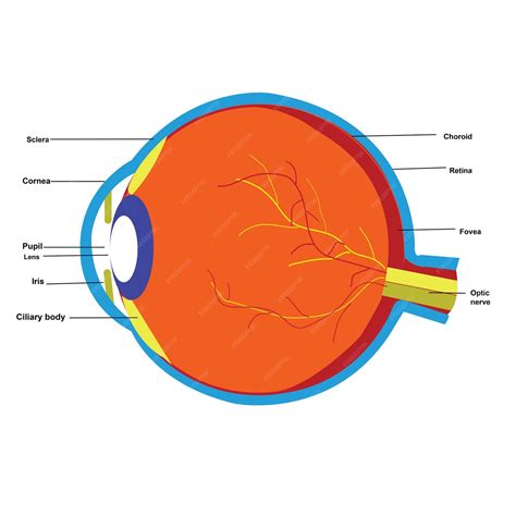 Premium Vector | Vector illustration of structure and functioning of human eye diagram