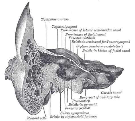 Mastoid antrum | WikiWand | Anatomy bones, Greys anatomy book, Human anatomy