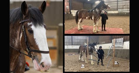 Size Matters: Meet Police Horse Trooper!