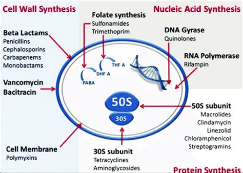 Mechanisms Of Antibiotic Resistance