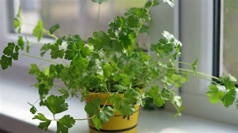 How To Grow And Care For Your Own Parsley Plant