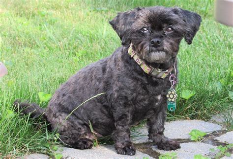 15 Cutest Shih-Poo Haircuts To Ask Your Groomer To Try