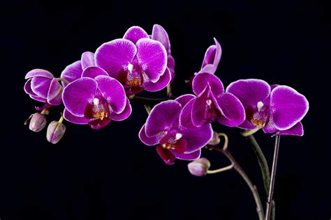 Purple Orchid Wallpapers - Wallpaper Cave