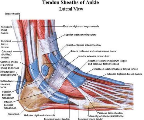 Diagram Of The Foot Tendons