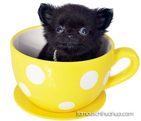 winner of our ‘teacup chihuahua pup-in-a-cup’ facebook picture contest ...