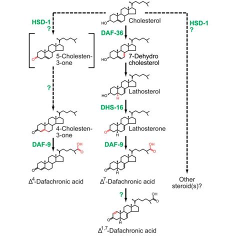 (PDF) Enzymes for ecdysteroid biosynthesis: Their biological functions ...