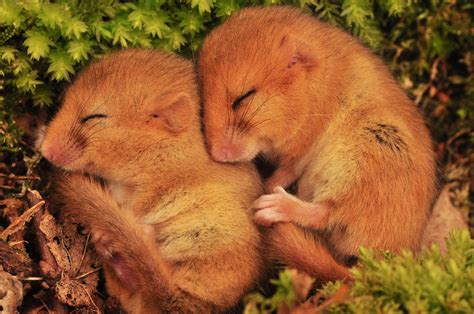 House a Dormouse photo gallery - People's Trust for Endangered Species