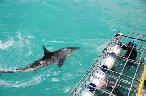 Shark Cage Dive South Africa | Great White Shark Tours™