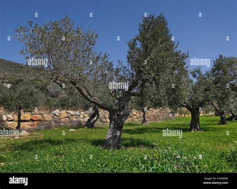 View of a beautiful garden with olive trees growing in Galilee, Israel in spring Stock Photo - Alamy