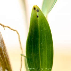 Orchid Diseases Photos