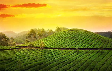 Download wallpaper munnar, kerala, india, munnar, kerala, india, asia ...