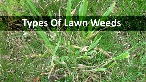 Lawn Weeds - YouTube