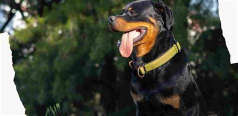 Female Rottweiler Weight Chart: How to Ensure Your Dog is Thriving