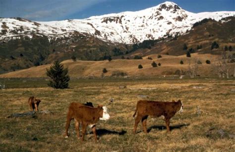 Free picture: charolais, calf, cow