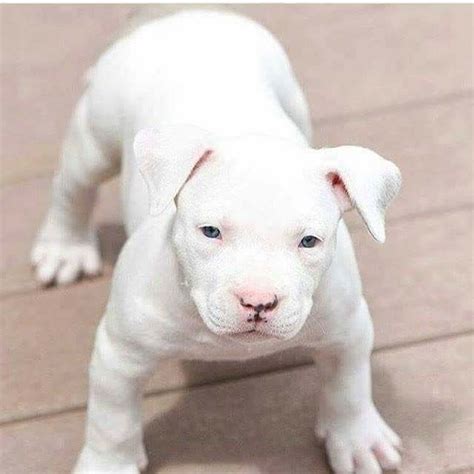 What a gorgeous little white pitbull puppy! www.bullymake.com #PitBull ...