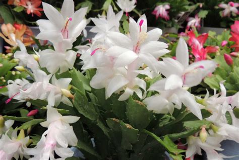 Christmas Cactus Care And Growing Guide - Sunny Home Gardens